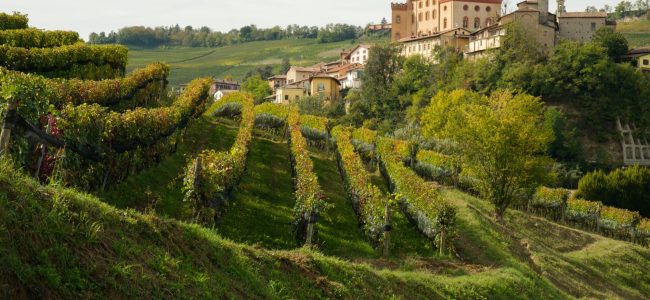 anello-barolo-monforte-barolo-17